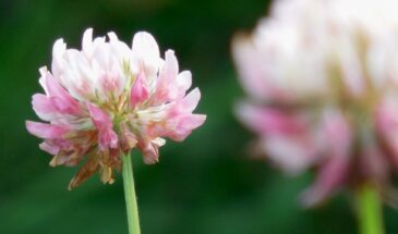 Посадил — и забыл про лопату: 11 растений, которые заставили сорняки сдаться без боя