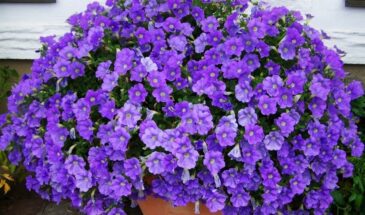 Петуния под снегом: зачем сеять в декабре–январе — и как это даёт рассаду, устойчивую к жаре, пересадке и недостатку света