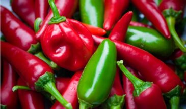 Дачники в шоке: эти 3 сорта перца дадут урожай даже при неудачном лете — семена на 2026-й уже раскупают!