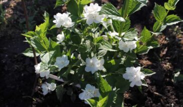 Белый цветник — не скука, а волшебство: он «дышит», светится в тени и не требует ухода, как вы думаете!