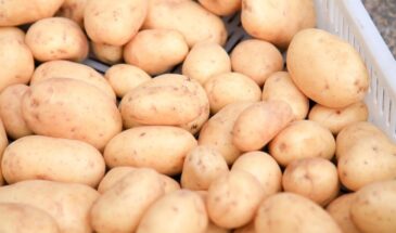 «Потрогайте ногтем — и поймёте, стоит ли брать». Как не купить картошку-«сахар» или клубни с горечью — даже в феврале