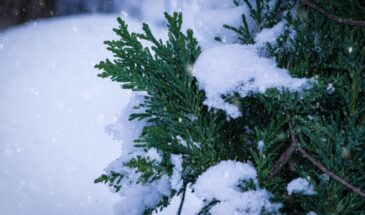 Зимний сад: как не дать холоду и снегу уничтожить ваши растения