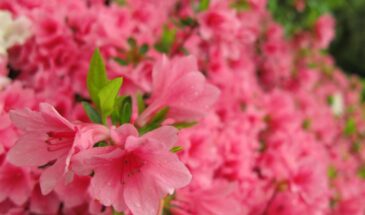 За 3 недели создала зимний сад на подоконнике — 6 растений, которые цветут, пока за окном метель