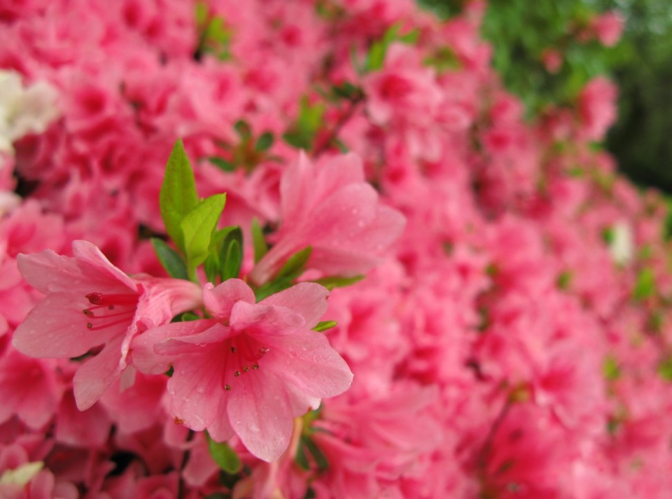 За 3 недели создала зимний сад на подоконнике — 6 растений, которые цветут, пока за окном метель