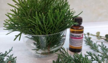 Секрет, о котором молчат флористы: как превратить обычные веточки ели в вечную зелень для интерьера