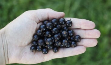 Не смородина — а бархатный жемчуг на ветке: этот сорт слаще мёда, без единой ноты кислинки, и щедро плодоносит вплоть до первых осенних заморозков