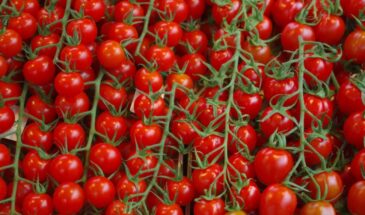 Урожай как стена: на этом помидоре плодов больше, чем листьев. Низкие кусты гнутся под весом — и не болеют