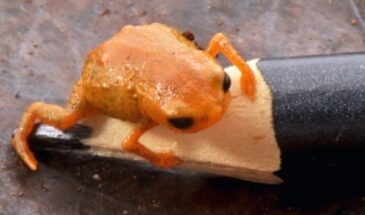 Открыт новый вид оранжевых жаб — размером с кончик карандаша и ярче апельсина