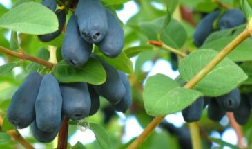 Жимолость цветёт, но ягод нет? Значит, вы не знаете главное правило. Три ошибки, которые делают почти все