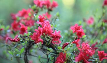 Эти 3 комнатных растения нужно пересадить в январе — иначе весной останетесь без цветов. Не позже 20-го числа!