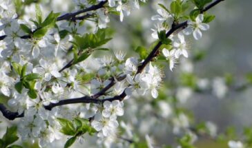 «Яблоня сама роняет урожай!»: почему завязи падают на землю — и как спасти будущие яблоки ещё до июня
