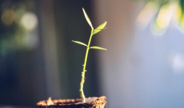 «Забыла про магазинную петрушку!»: что я выращиваю на подоконнике за 7 дней — и почему врачи называют это витаминной бомбой