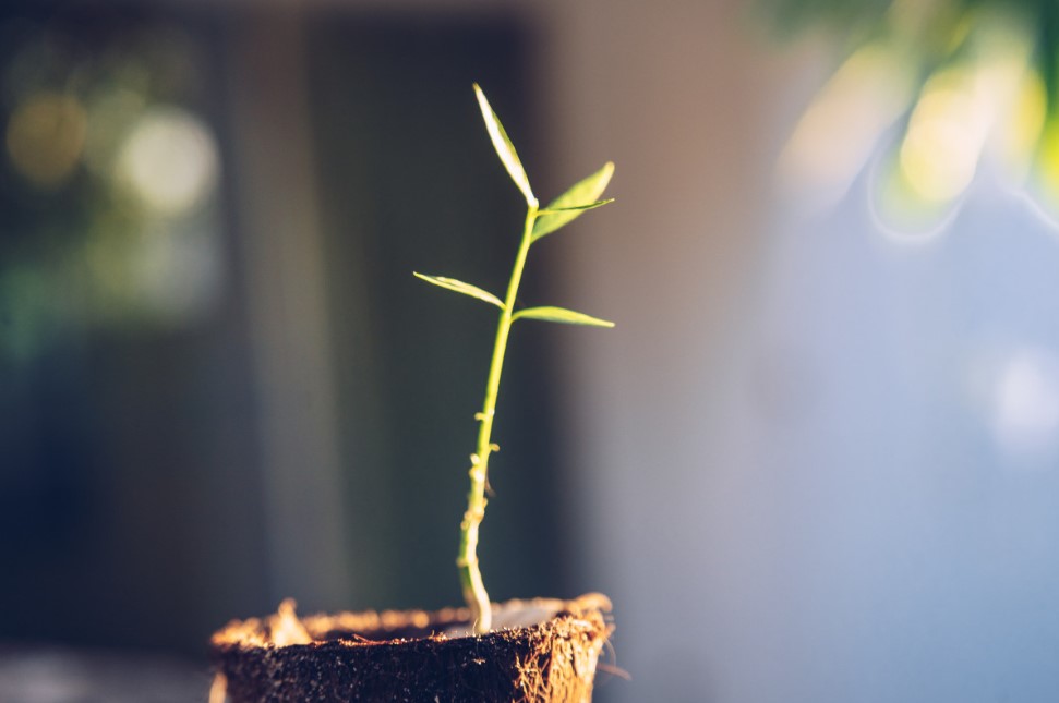 «Забыла про магазинную петрушку!»: что я выращиваю на подоконнике за 7 дней — и почему врачи называют это витаминной бомбой