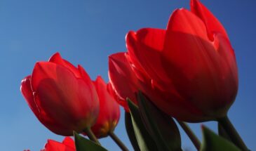 «Тюльпаны в марте? Легко!»: что я сыплю на грядку вместо укрывного материала — и почему соседи в шоке от моих цветов в начале весны