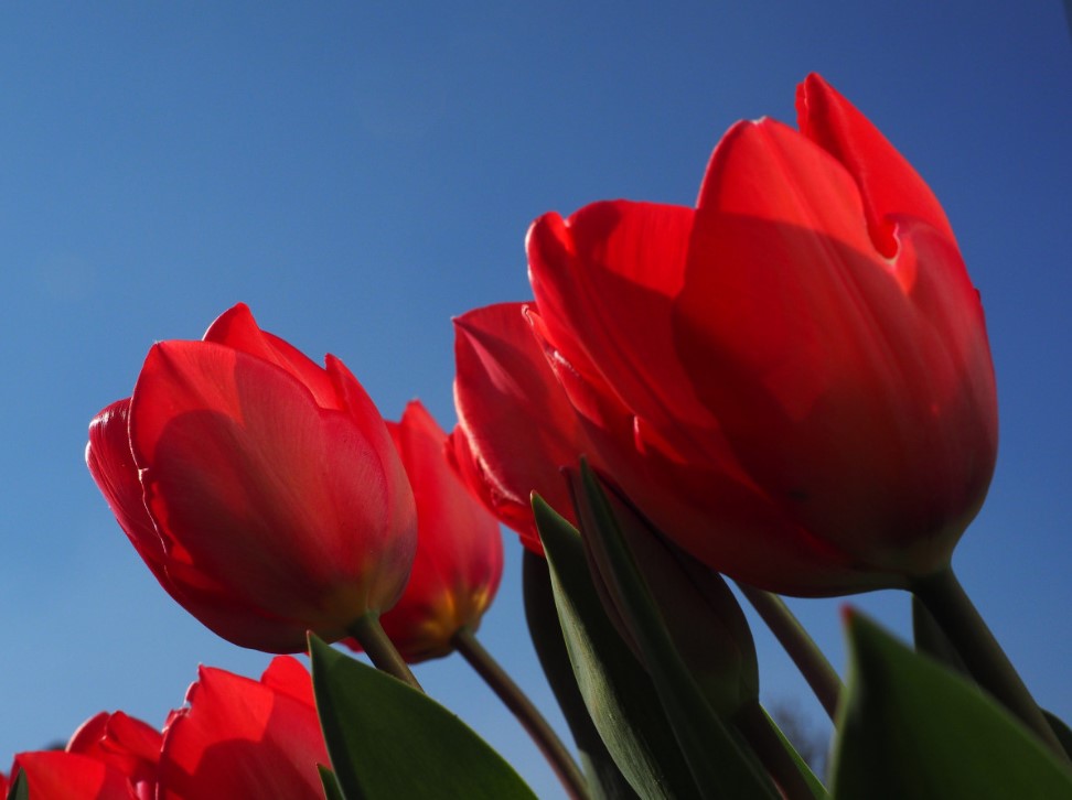 «Тюльпаны в марте? Легко!»: что я сыплю на грядку вместо укрывного материала — и почему соседи в шоке от моих цветов в начале весны