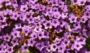 «Клумба пахнет свежей выпечкой!»: какой цветок добавляет в сад аромат ванильного торта — и почему его сажают у окон и беседок