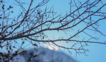 «Красиво, но дорого»: три дерева, из-за которых приходится перекладывать дорожки, менять трубы и спасать грядки