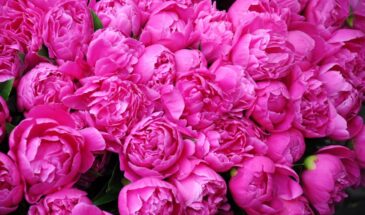 «Цветут сами — как по заказу!»: 10 многолетников за копейки, которые не засохнут, не вымерзнут и не попросят ухода даже в ваш отпуск