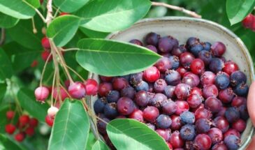 Чем полезна ирга: 6 причин добавить эту ягоду в рацион — от успокоения до защиты сердца
