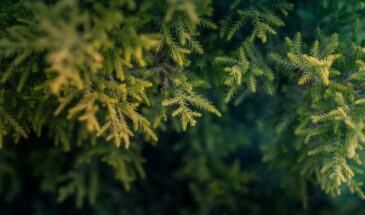 «Туя почернела — сажать заново?» Не спешите! Причина не в гибели, а в зимнем загаре — и вот как её избежать у самых уязвимых сортов