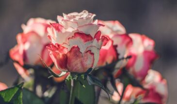 Розы молчат после зимы? Не паникуйте — есть 7 дней, чтобы «разбудить» их. Что делать прямо сейчас