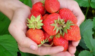 Соседский секрет крупной, здоровой клубники: простая подкормка — проверено годами, работает без химии