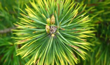 Уборка с ароматом тайги: две капли масла в воду — и пыль на мебели не появляется месяцами