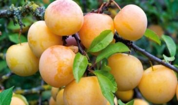 Слива «Абрикосовая»: сладкая как мёд, растёт в Сибири, выдерживает −30°C и почти не болеет — идеальный сорт для северных регионов