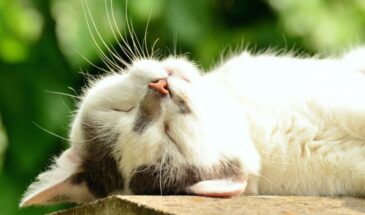 Купание без царапин и воплей? Ветеринары нашли метод снижать страх кошек перед водой