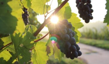 Хотите ветви-великаны и грозди-чемпионы? Эти 5 дел в ноябре творят чудеса — урожай по 5 кг с лозы!