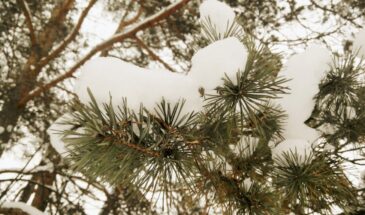 15 декабря — день пророка Аввакума: что нельзя делать, чтобы не остаться без денег и не навлечь беду