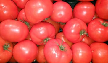 «Жадный» способ вырастить помидоры-гиганты — 3 хитрости, после которых кусты не остановить до самых заморозков!