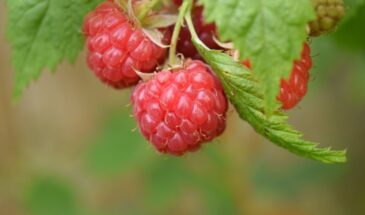 Малина у туалета — самая крупная и сладкая. Но есть её нельзя. Почему в СССР почти все допускали эту ошибку — и чем она грозит до сих пор