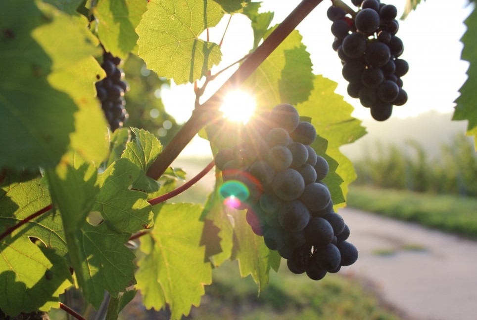 Хотите ветви-великаны и грозди-чемпионы? Эти 5 дел в ноябре творят чудеса — урожай по 5 кг с лозы!