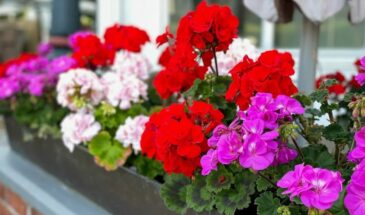 Герань зацветёт через неделю: простое «чудо-удобрение» из трёх компонентов — проверенный способ для пышного цветения