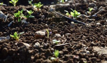 Не марганцовка и не перекись: как дешево и эффективно обеззаразить семена перед посевом — секрет из аптечки