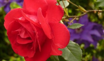 Баковая смесь для роз за 1 раз: вылечила грибок, вывела тлю и «зарядила» кусты — всё в одном опрыскивании