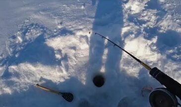 Зимняя «болтушка» для щуки и судака: приманка из печени и рыбьего жира, от которой хищник не устоит даже в глухозимье