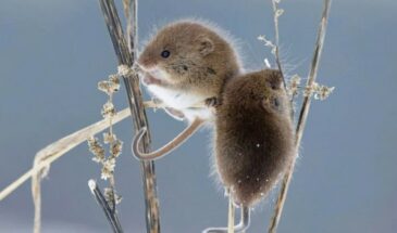 Как избавиться от мышей в гараже и погребе без отравы: лайфхак с уксусом, от которого грызуны бегут, как от огня — проверено дачниками