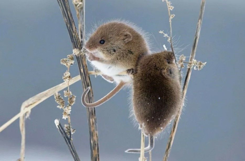 Как избавиться от мышей в гараже и погребе без отравы: лайфхак с уксусом, от которого грызуны бегут, как от огня — проверено дачниками