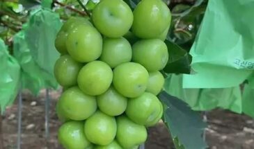 «Шайн мускат» — виноград с эффектным видом: откуда он на самом деле, почему ценится и как отличить настоящий от подделки