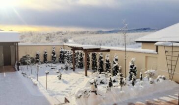 Соль на дорожках убивает сад: чем безопасно посыпать лёд зимой, чтобы не навредить почве и растениям