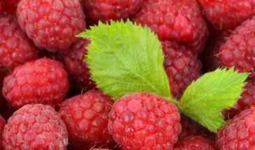 4 сорта малины, которые «валят» урожаем и плодоносят дважды за сезон — рекомендация агронома