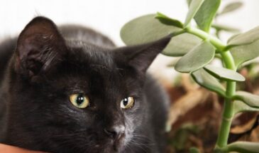 Кошки продлевают жизнь: как мурлыканье снижает давление, лечит стресс и помогает после инсульта — подтверждено врачами