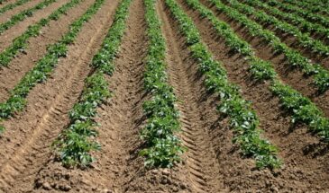 Огурцы нельзя сажать рядом с картошкой — и не из-за «энергетики». Вот что происходит на самом деле