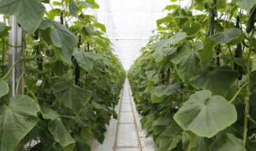 Зачем дачники жгут спички на огурцах? Простой лайфхак против мучнистой росы — проверено, не миф!