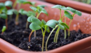 Лунный календарь на 2026 год: не мистика, а логика. Когда сажать огурцы, картошку и цветы — чтобы взошло всё, даже если «не повезло»