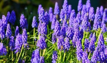 Больше никаких «на глазок»! Луковичные сажаем только так — 5 самых востребованных цветов и их «золотая глубина» в сантиметрах