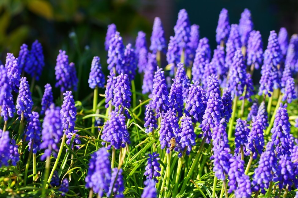 Больше никаких «на глазок»! Луковичные сажаем только так — 5 самых востребованных цветов и их «золотая глубина» в сантиметрах