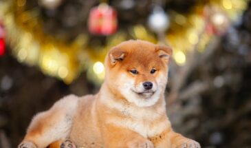 Какую ёлку выбрать, если в доме собака: советы кинолога, чтобы праздник не стал стрессом для питомца